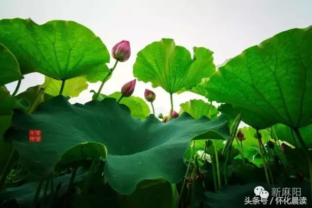 大家好，我叫“麻阳苗族自治县”，今年30岁了！