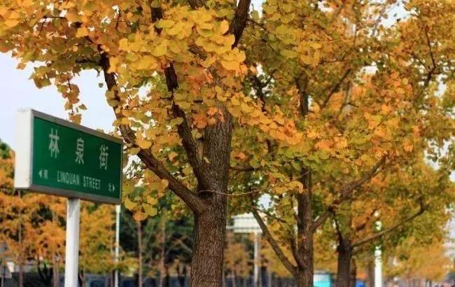 苏州上方山银杏景点,苏州银杏树拍照打卡攻略