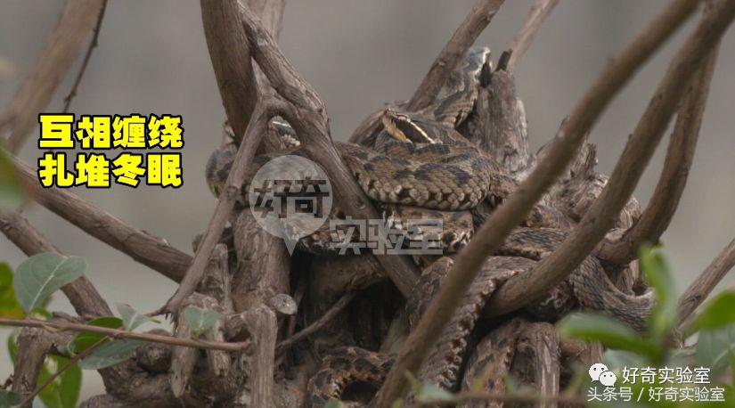 蛇和蛇打结会自己解开吗,蛇打个死结能自己解开吗