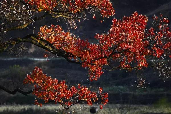 大悟,一个和婺源相媲美的地方,等了一整年的最红秋色终于来了!