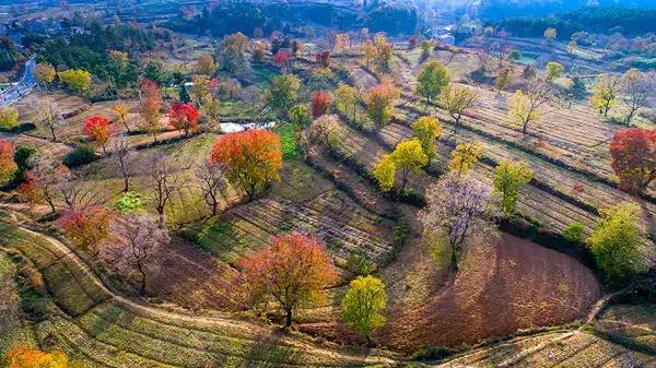 大悟,一个和婺源相媲美的地方,等了一整年的最红秋色终于来了!