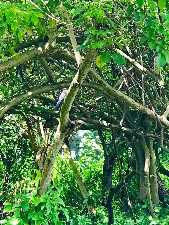 海口的特色美食有哪些,海口有哪些特色美食