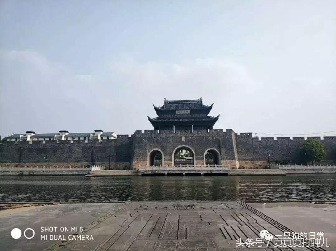 一只狗的旅游记,一只狗去洛阳旅游