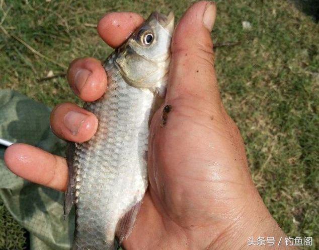 鱼总是浮在水面不动怎么钓,鱼起浮到水面了怎么钓