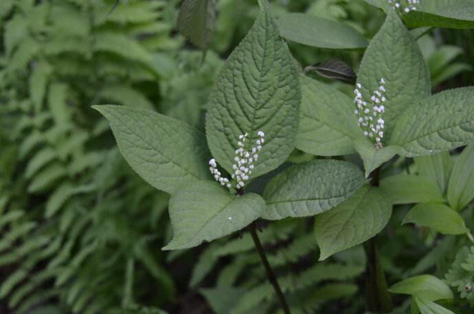 中药材药性及功效,及己药用功效