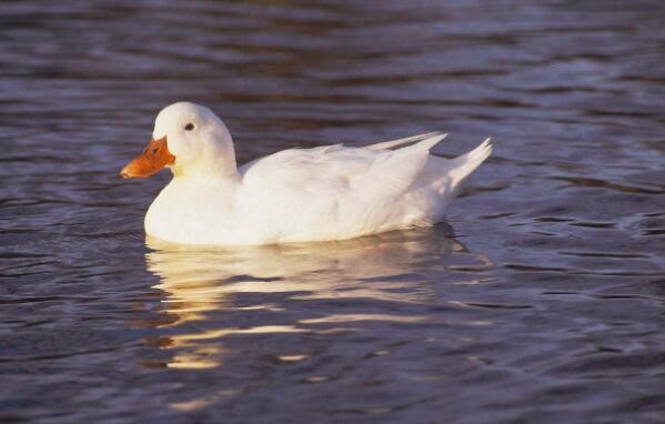 成都人最会耍吗,谁说成都人不会耍