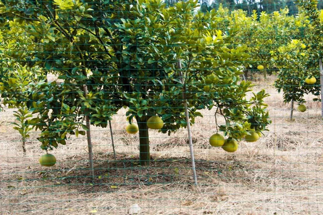 娴欐睙鍙板窞瀹濊棌鐢峰,鍙板窞瀹濊棌鐢风敓