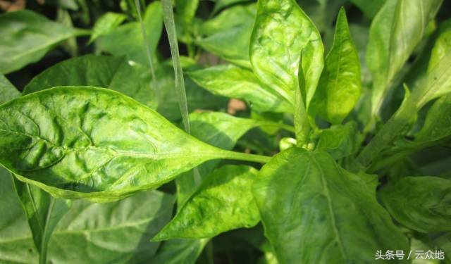 辣椒虫害防治用什么药,辣椒大田移栽如何防治虫害