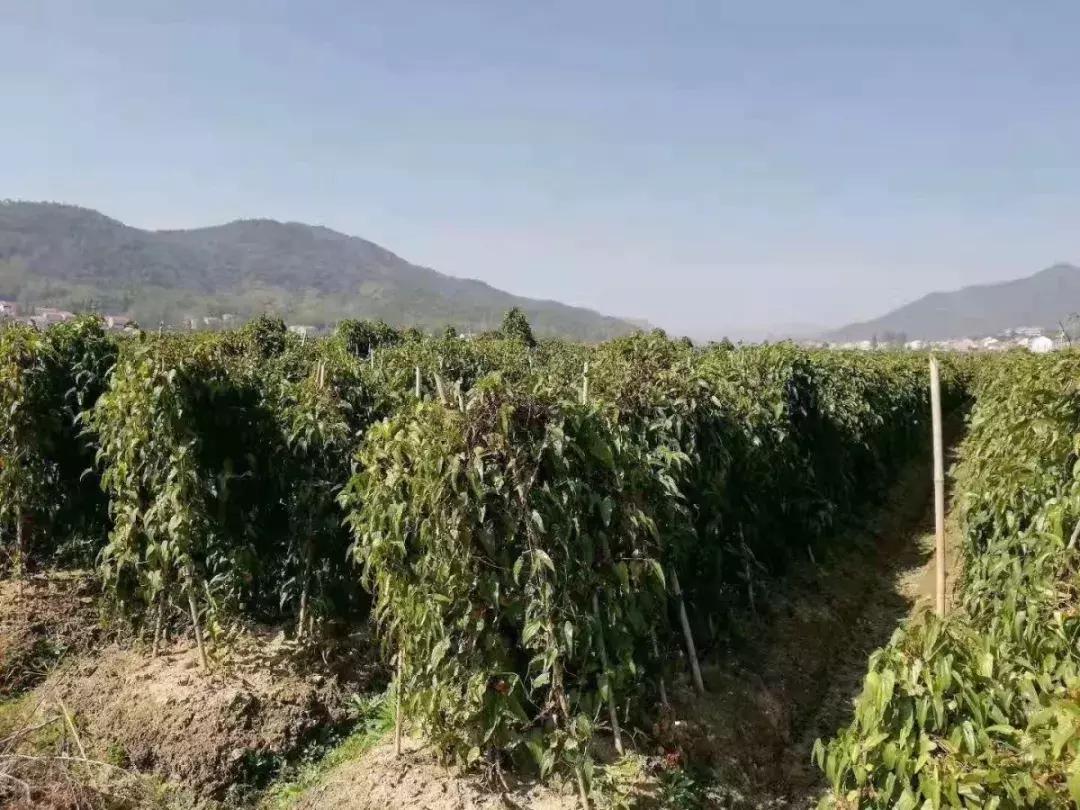 山药种植技术秘密,佛手山药和佛掌山药哪个营养好