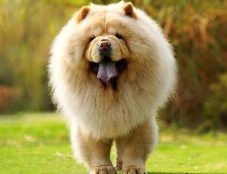 松狮犬母的咬人还是公的咬人,松狮犬养公的还是母的好