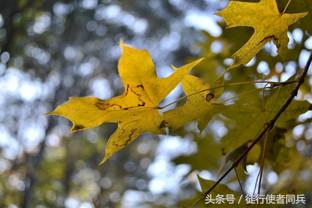 适合新手的便宜功能全的相机,华为手机相机的实用功能