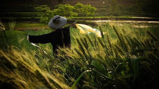 麦田里的守望者原创视频,麦田里的守望者创作的原声