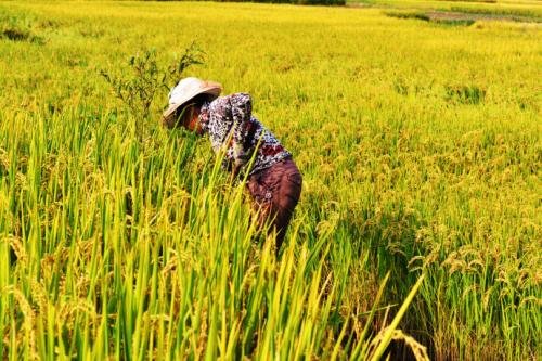 麦田里的守望者原创视频,麦田里的守望者创作的原声