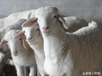 孕羊如何补营养,小羊的饲养方法和注意事项