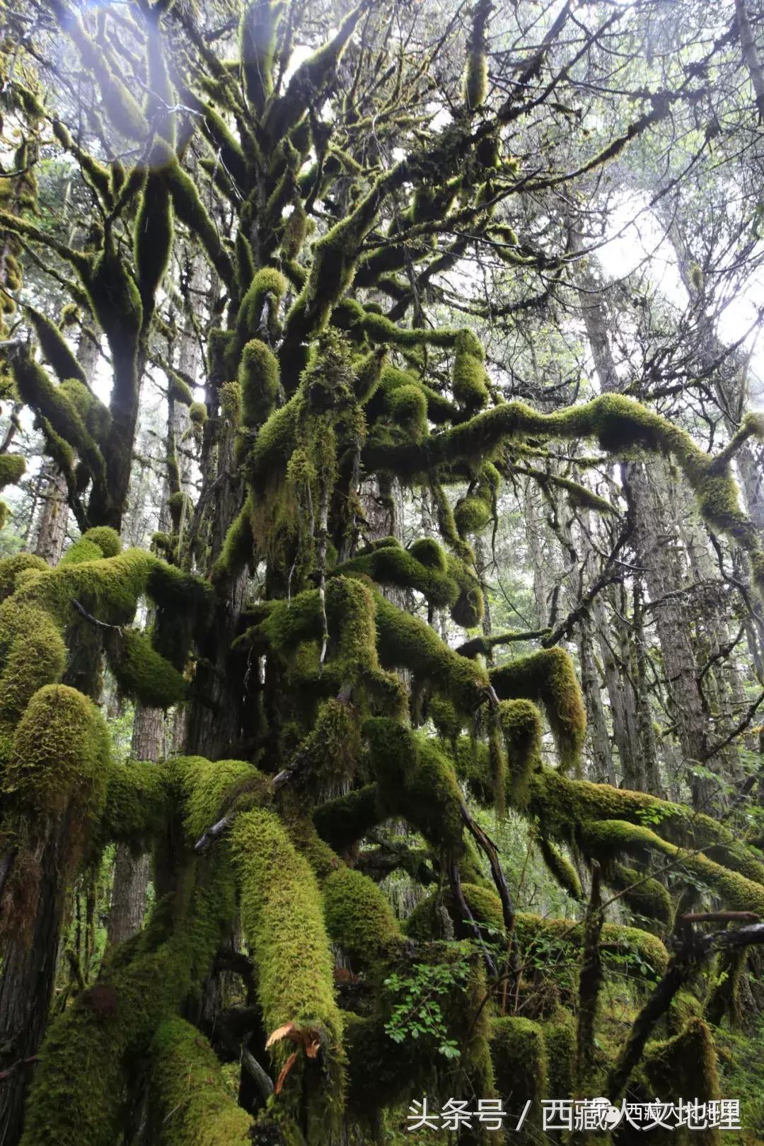 不可思议的林芝：高原荒凉刻板印象的颠覆者