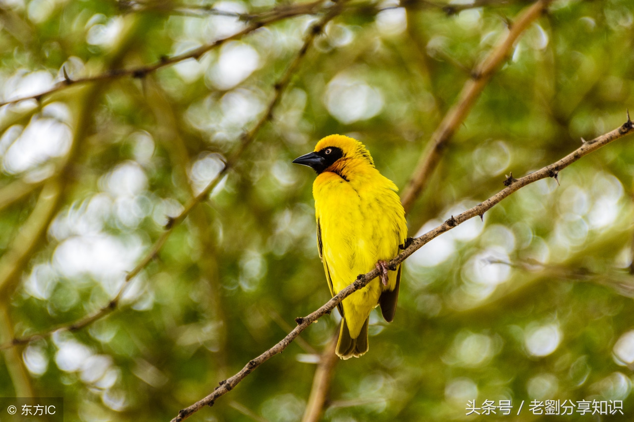 小学语文关联词练习100题答案,小学语文必背关联词使用技巧详解