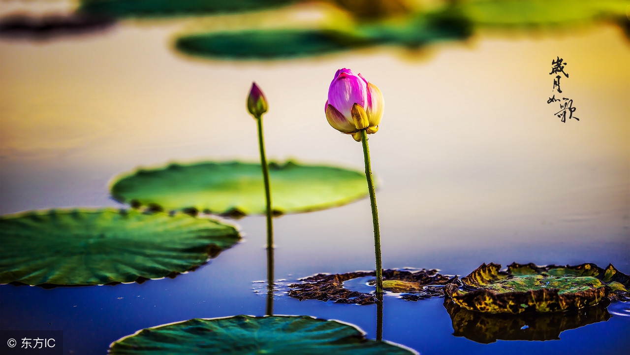 神准从农历生日看前世因果,农历生日准还是阳历生日准