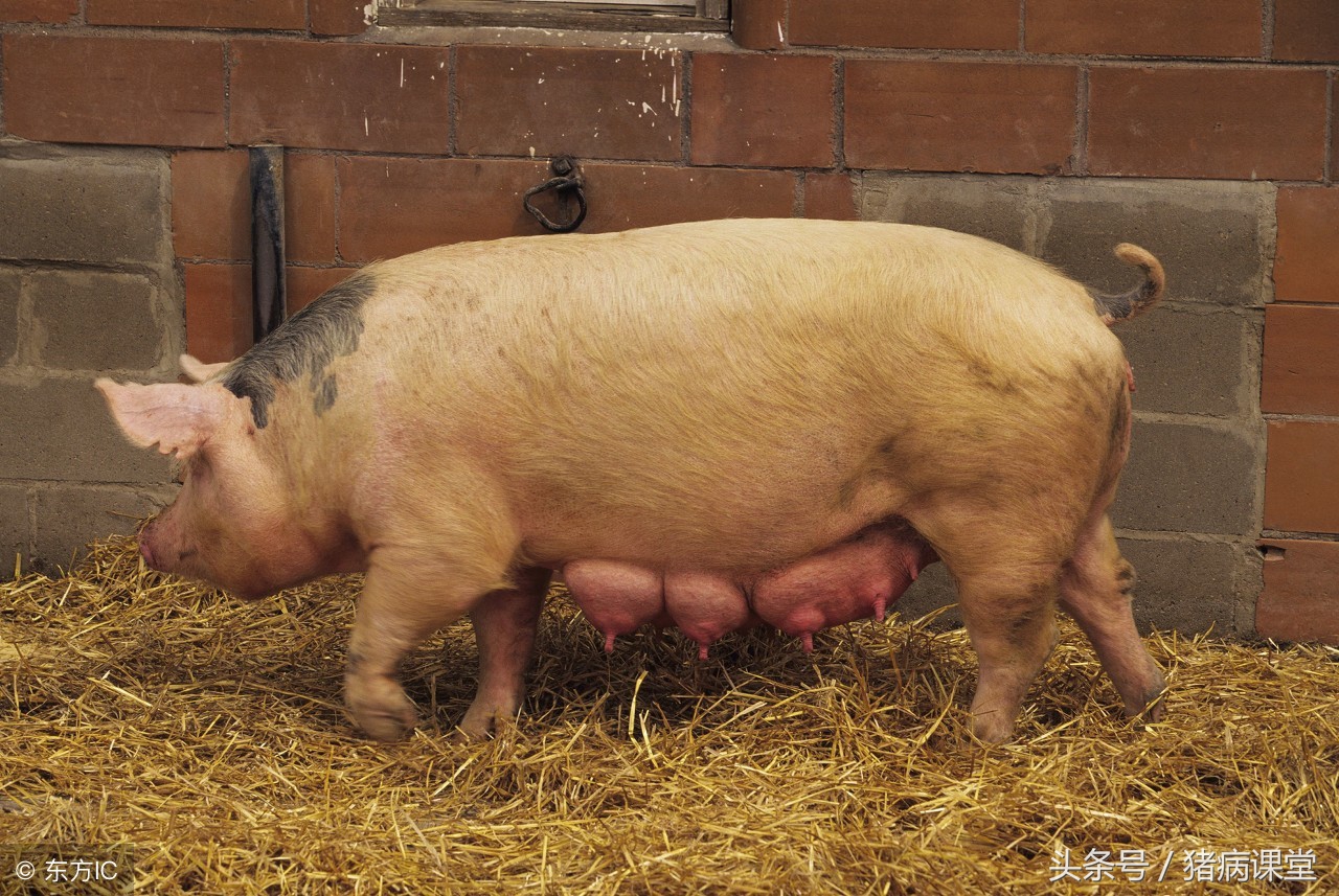 详解母猪产后常见病防治措施及后备、空怀、妊娠，产后母猪管理