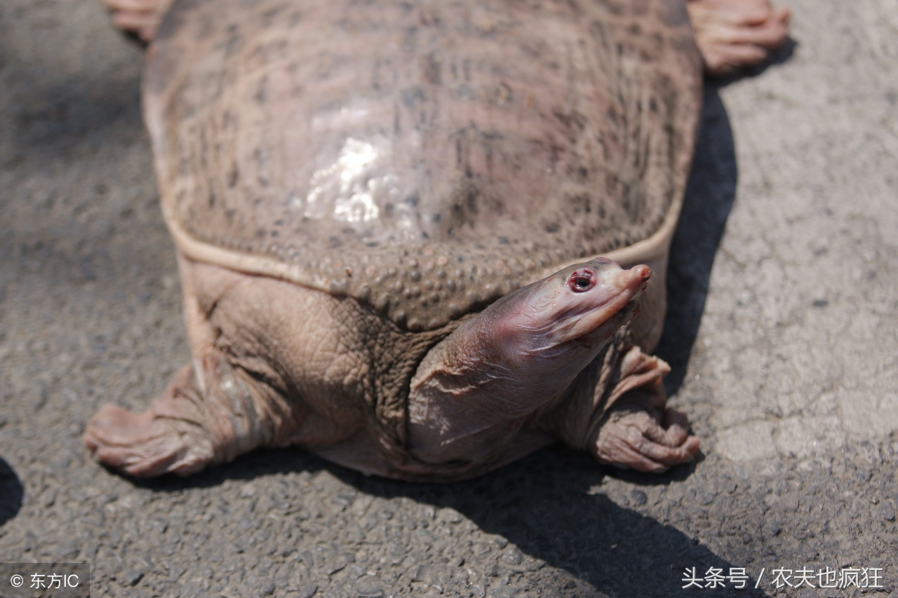 被甲鱼咬了该怎么让它松口,甲鱼被蚊虫咬怎么处理