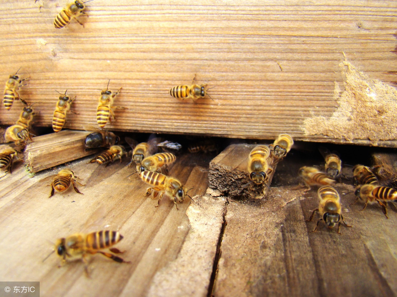 中蜂双王群的养殖技巧,中蜂用隔王栅养双王群可以吗