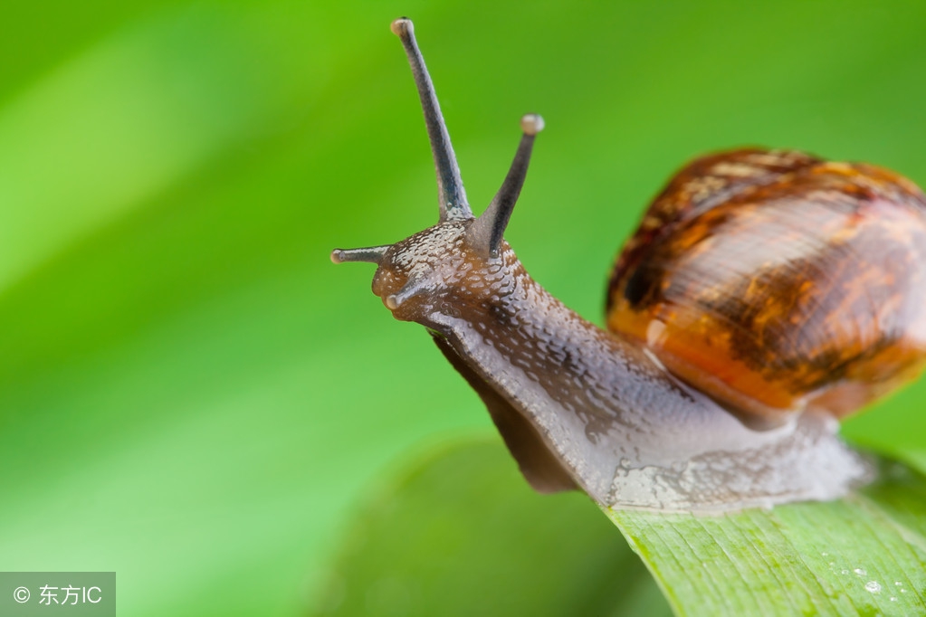 绿豆芽长叶长根还能吃吗,绿豆芽长叶子了要种土里吗