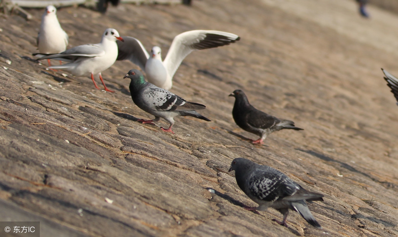 如何训练好赛鸽快速进棚的方法,如何训练赛鸽飞十几个小时