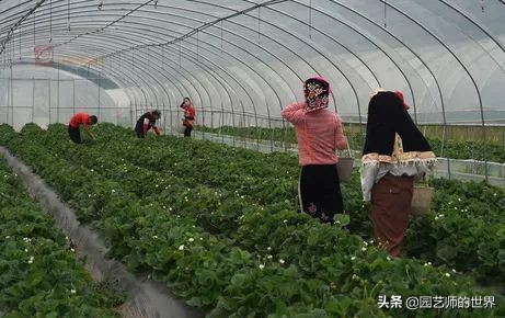 夏季草莓还能开花结果吗,草莓夏季高产