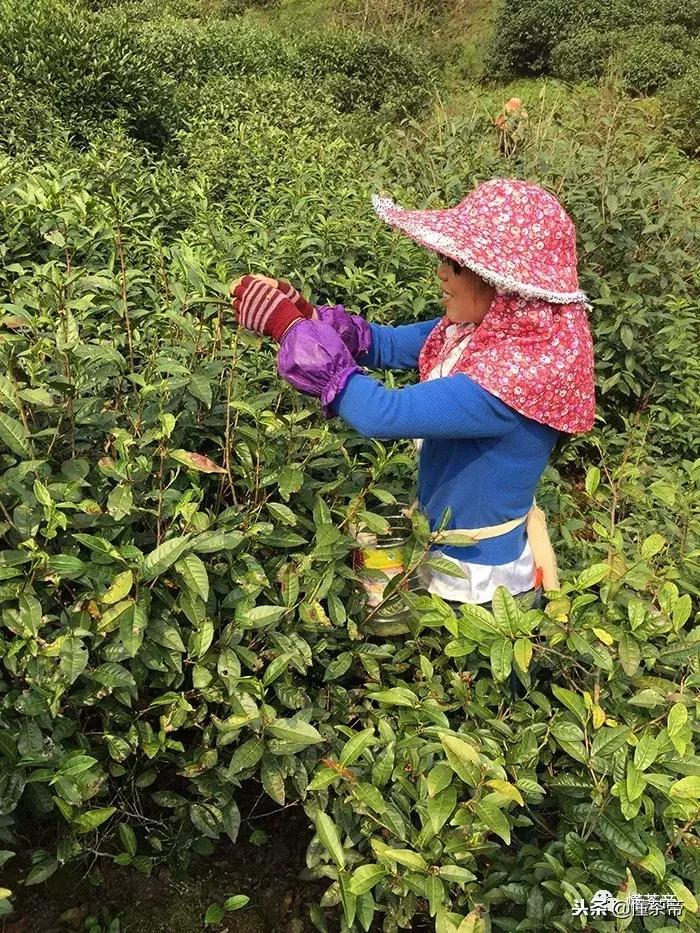 金骏眉银骏眉铜骏眉,金骏眉大赤甘和小赤甘的区别