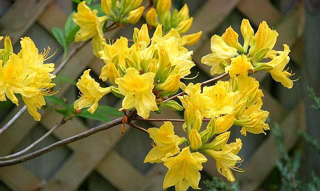 杜鹃花浇水的正确方法和注意事项,杜鹃花浇水方法及注意事项