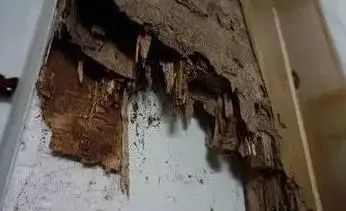 大水蚁进屋能活多久,大水蚁入侵房子