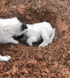 搞笑gif跟着妹子的节拍摇起来,敲锣打鼓甩头搞笑gif