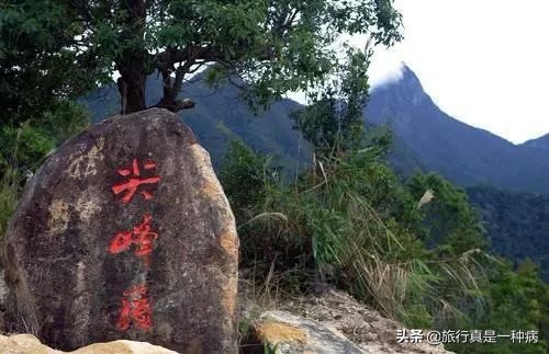 热带雨林复杂生态系统,复杂的热带雨林生态系统