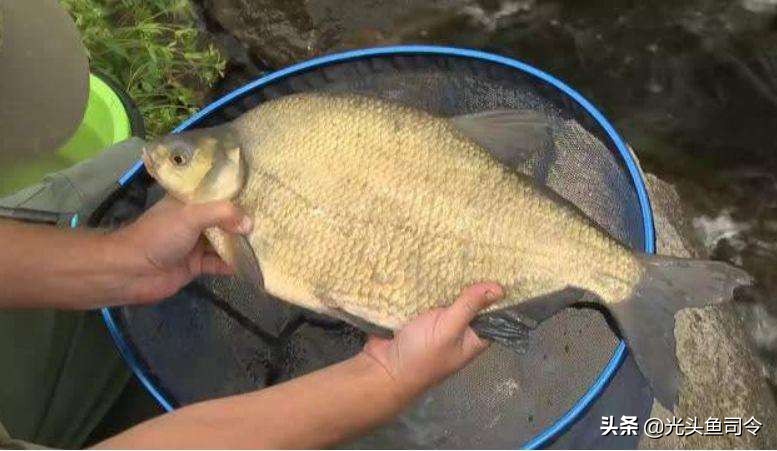 钓鱼小药爆护怎样使用效果好,钓鱼爆护有用吗