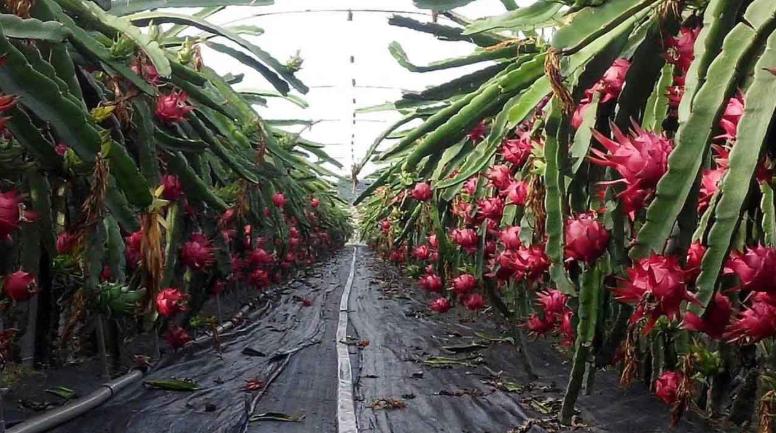 买火龙果要掰刺吗,火龙果怎么买才不会甜