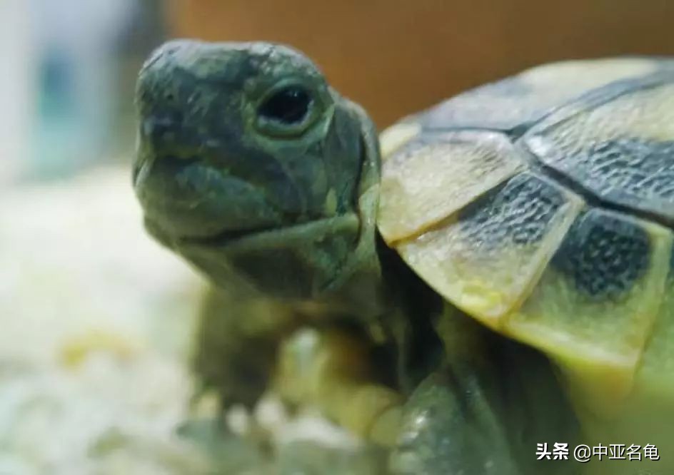 养龟推荐新手养法,养龟小知识学完后秒变养龟达人