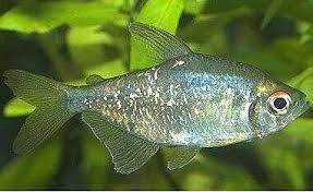 草缸灯鱼专用灯,适合草缸养的灯鱼