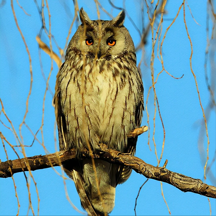 东江揽胜:收集常见鸟类图谱之猛禽篇,摄鸟人自留地,建议收藏