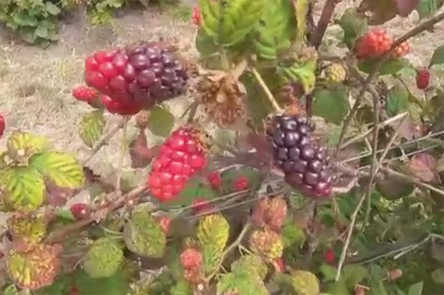 重庆渝北摘桑葚的最佳地方,4月什么地方的桑葚最好
