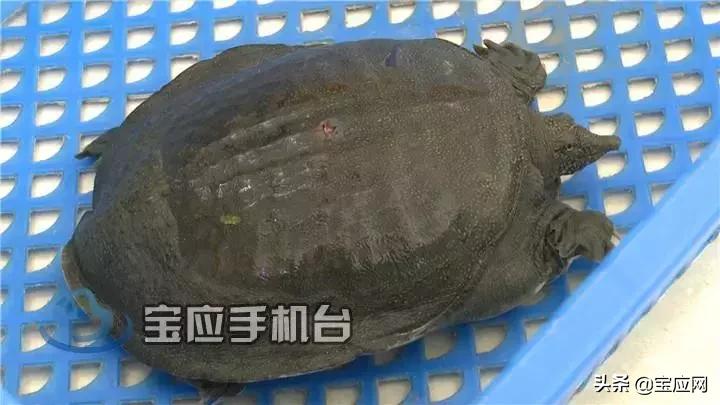 甲鱼养殖生态农场,甲鱼生态养殖视频大全