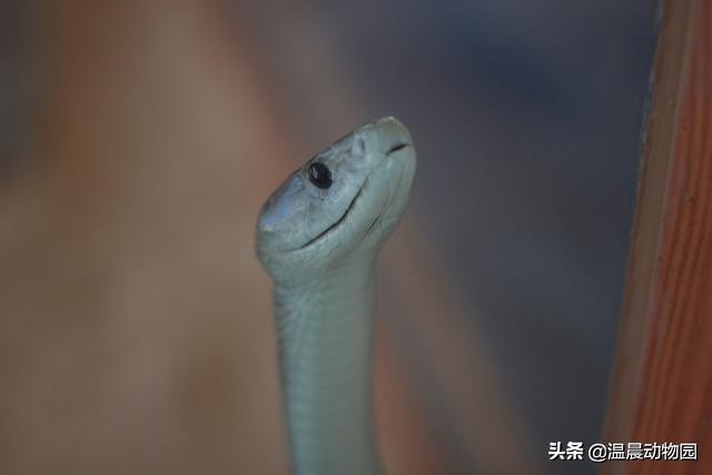 被黑曼巴咬伤真实案件,假如被黑曼巴蛇咬了该咋办