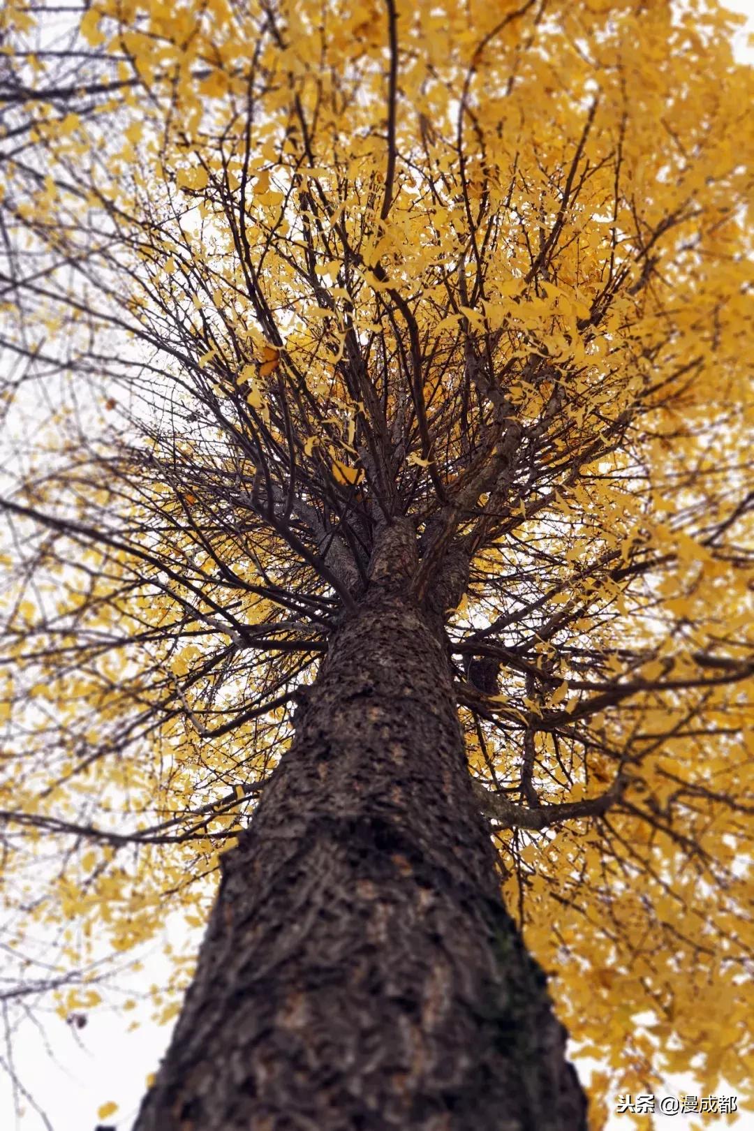 成都最美的校园,成都最美的大学校园