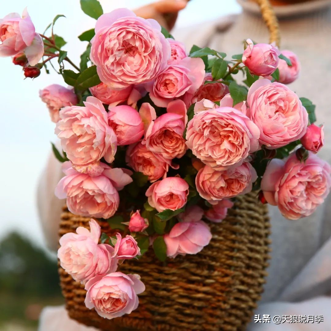 不容易，天狼自育终于打折了！空蒙只要50不到！