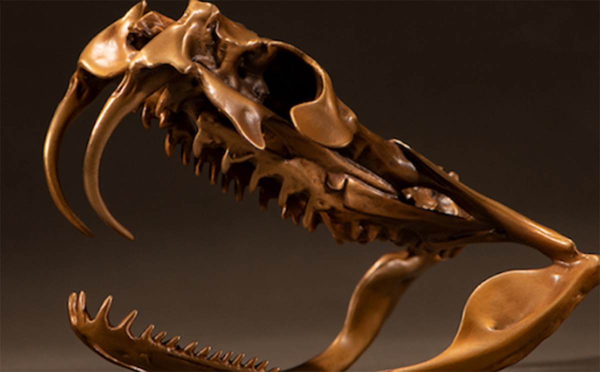 眼镜王蛇有多厉害?如果把它放到非洲会怎样,还能不能称霸一方?