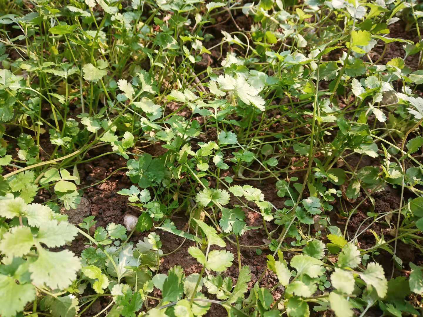 香菜低温变红能治过来吗,香菜幼苗叶片边缘发黄什么原因