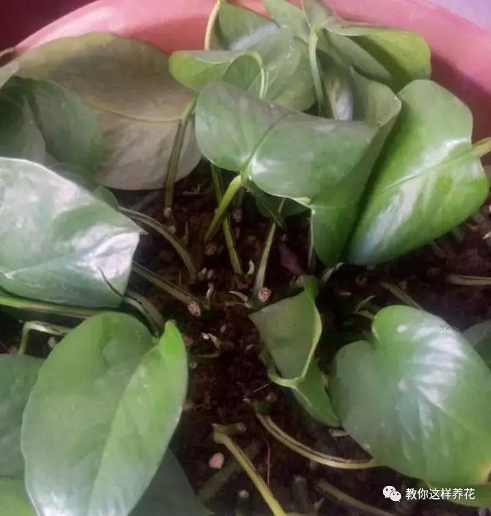 冬天绿萝冻伤后怎么补救,绿萝被冻伤根茎变黑叶子打蔫咋办