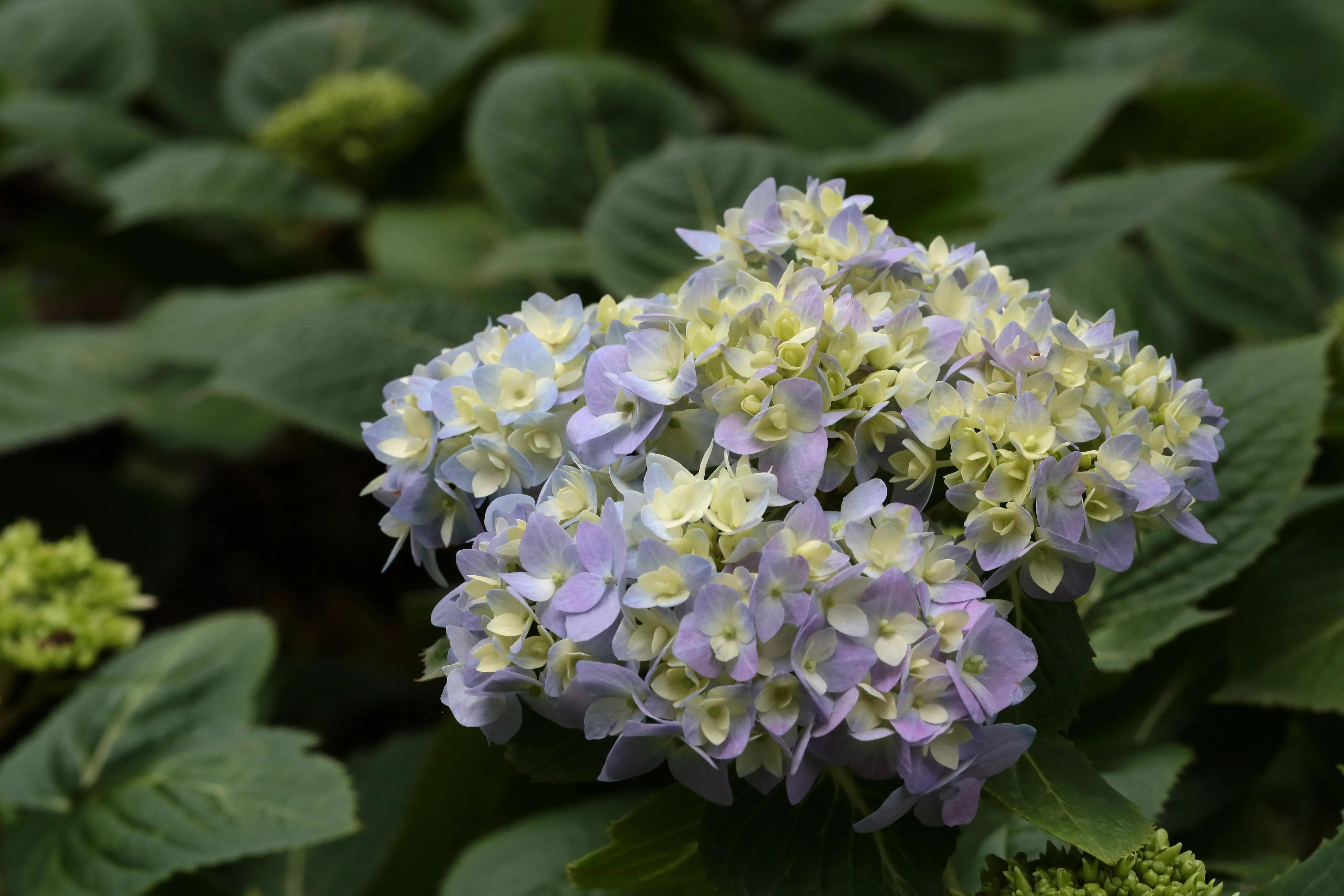 西溪湿地花朝节花草集（2）