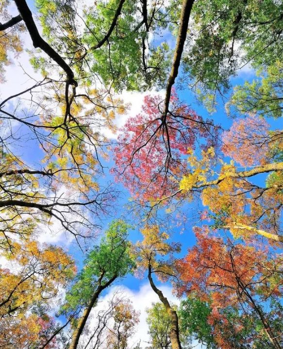 「诗词鉴赏」元曲中的秋天，另一番美丽