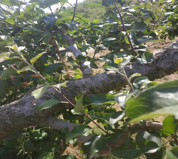 苹果树环切的正确方法,苹果树环切教学