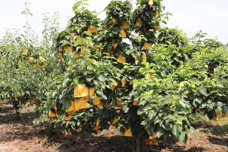 汝南县板店乡魏岭村黄金梨,汝南县板店乡魏岭黄金梨