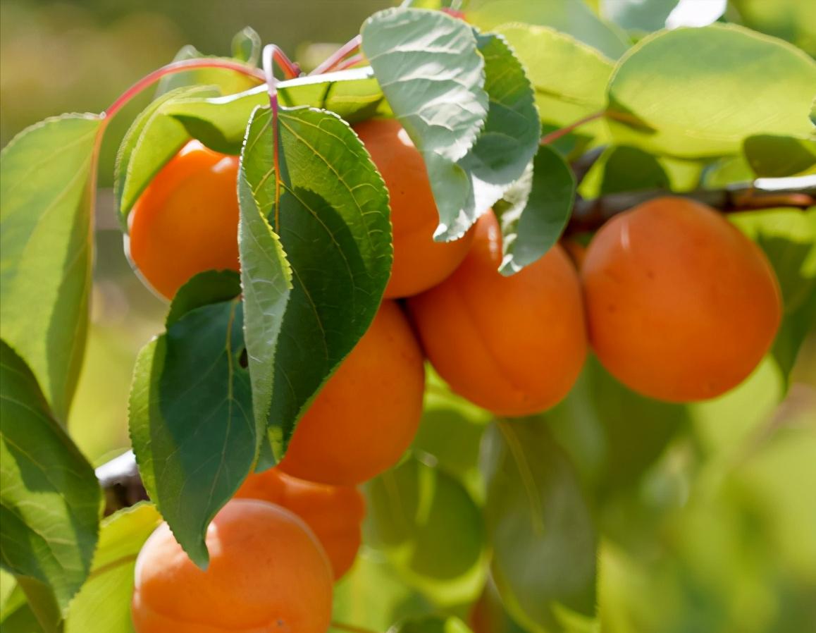 辽宁省内的葫芦岛市简介,辽宁省葫芦岛市各区